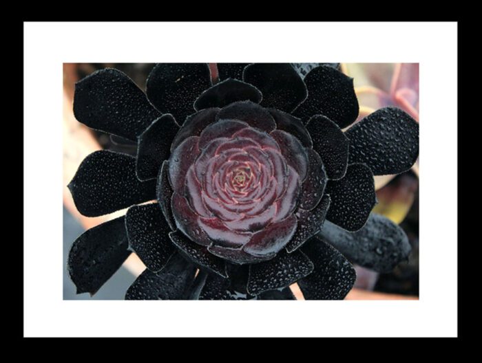 Dark Succulent, Original Framed Photograph by Kim A. Bailey