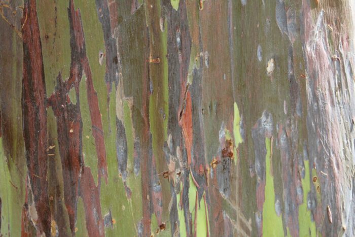 Framed Rainbow Eucalyptus Tree, Original Photograph by Kim A. Bailey