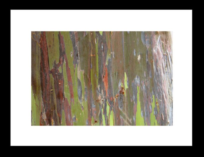 Framed Rainbow Eucalyptus Tree, Original Photograph by Kim A. Bailey