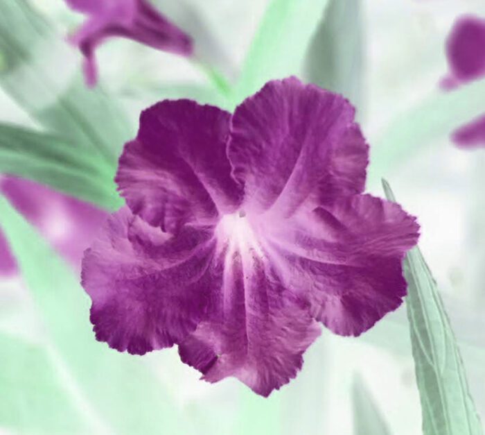 Purple Petunia, Square Customizable photograph by Kim A. Bailey