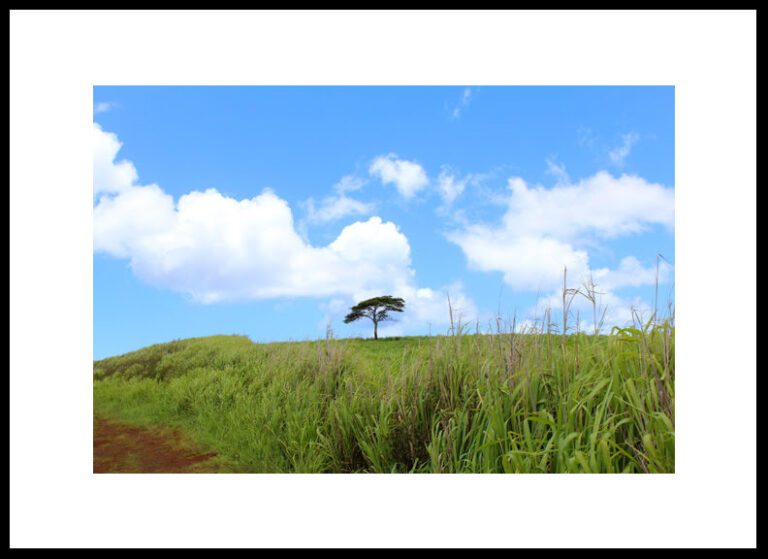Framed Monkey Pod Tree in a Green Field, Kauai, Hawaii, Original Photograph by Kim A. Bailey