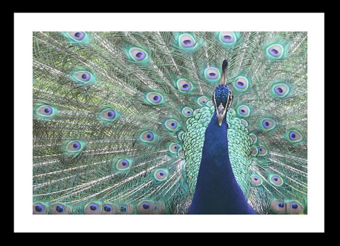 Majestic Peacock, Original Framed Photograph by Kim A. Bailey