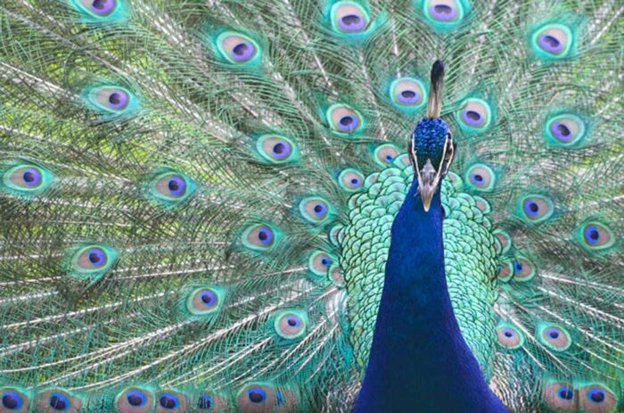 Majestic Peacock, Original Photograph by Kim A. Bailey