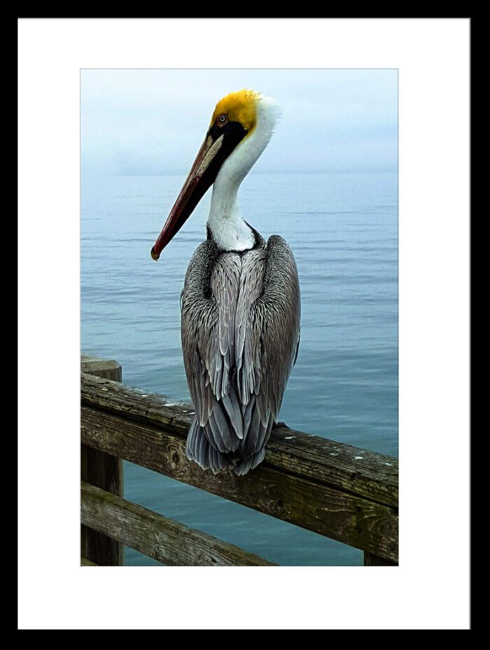 Framed Brown Pelican with Yellow Head, Original Photograph by Kim A. Bailey