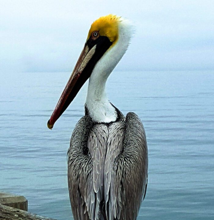 Framed Brown Pelican with Yellow Head, Original Photograph by Kim A. Bailey