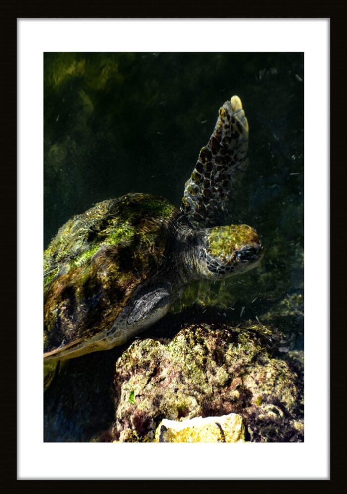 Framed See Turtle, Original Photograph by Kim A. Bailey