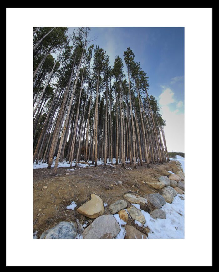 Framed Tall Trees in Breckenridge, Original Photograph by Kim A. Bailey