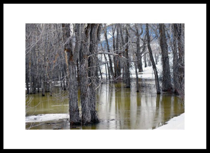 Trees in the River Jackson Hole, Wyoming, Original Photograph by Kim A. Bailey