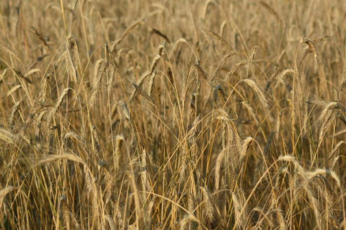 Framed Wheat, Original Photograph by Kim A. Bailey