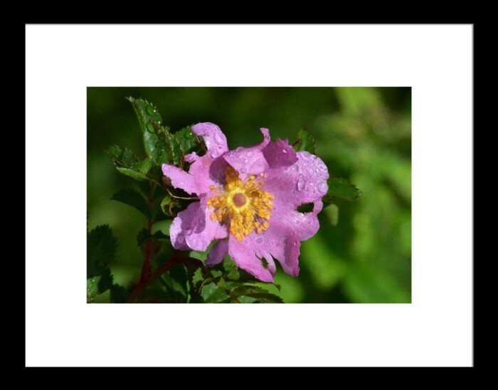 Framed Purple Wildflower, Original Photograph by Kim A. Bailey