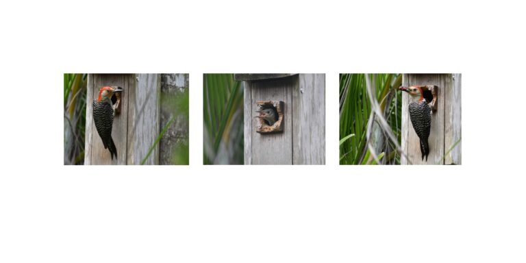 Baby Woodpecker Being Fed by Parent, Photographic Triptych, Original Photograph by Kim A. Bailey