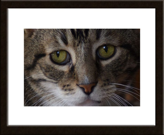 Framed Cat's Eyes, Original Photograph by Kim A. Bailey