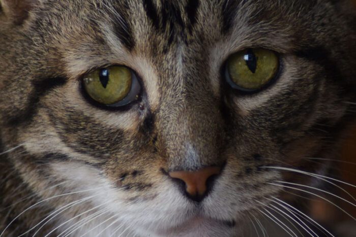Framed Cat's Eyes, Original Photograph by Kim A. Bailey