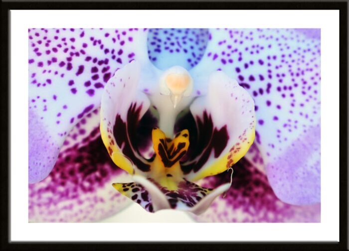 Phalaenopsis Orchid Original Photograph by Kim Bailey