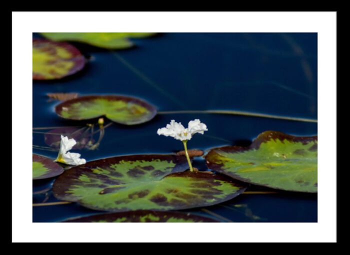 White Water Lily, Original Photograph by Kim A. Bailey