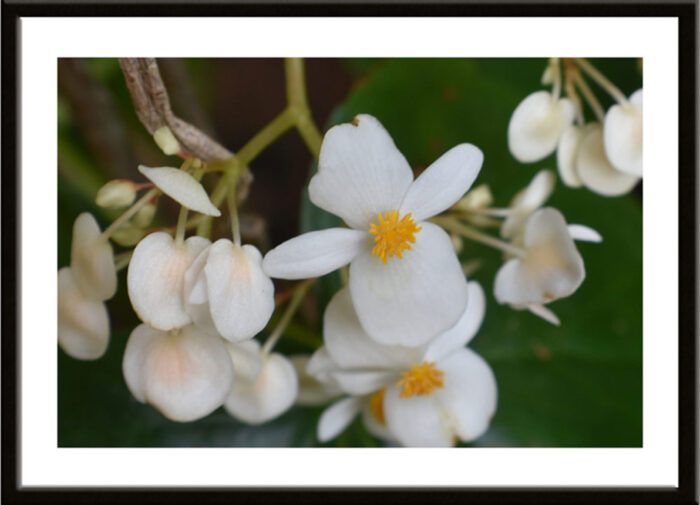 Framed White Begonia, Original Photograph by Kim A. Bailey