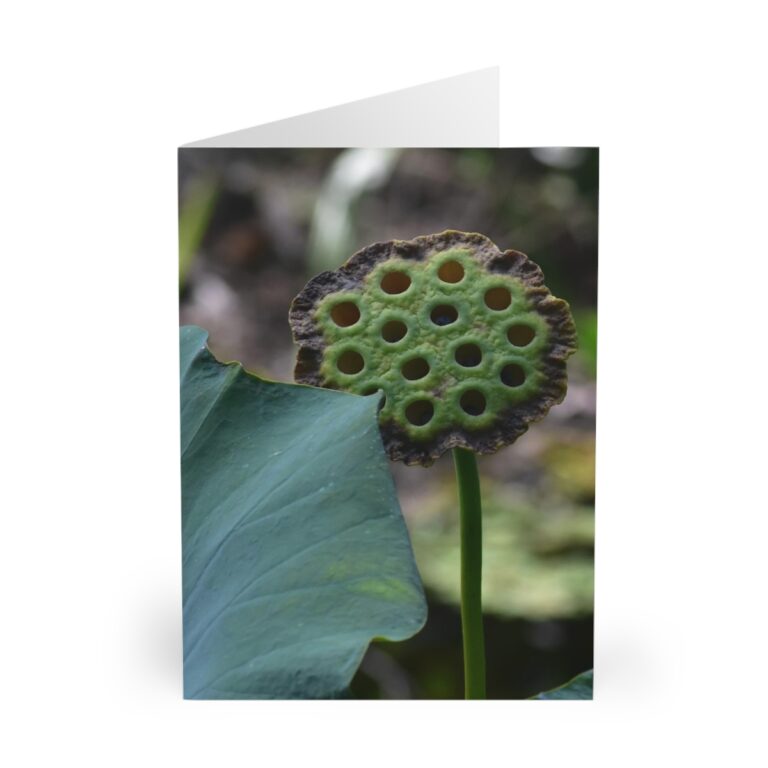 Greeting Cards (5 Pack) "Lotus Seed Pod" by Kim A. Bailey