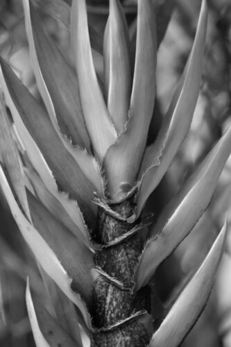 Black and White Bamboo, Original Photograph by Kim A. Bailey