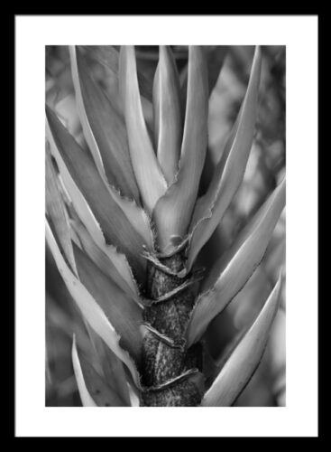 Black and White Bamboo Framed, Original Photograph by Kim A. Bailey