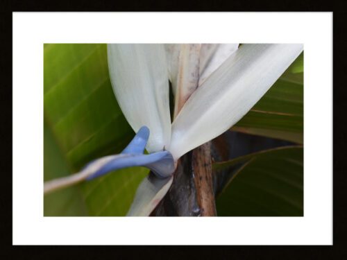 White-Bird-of-Paradise Framed, Original Photograph by Kim A. Bailey