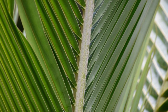 Lines of the Palm Frond, Original Photograph by Kim A. Bailey