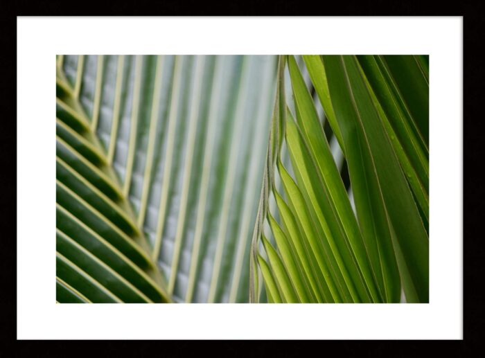 Lines of the Palm Frond 1, Original Framed Photograph by Kim A. Bailey