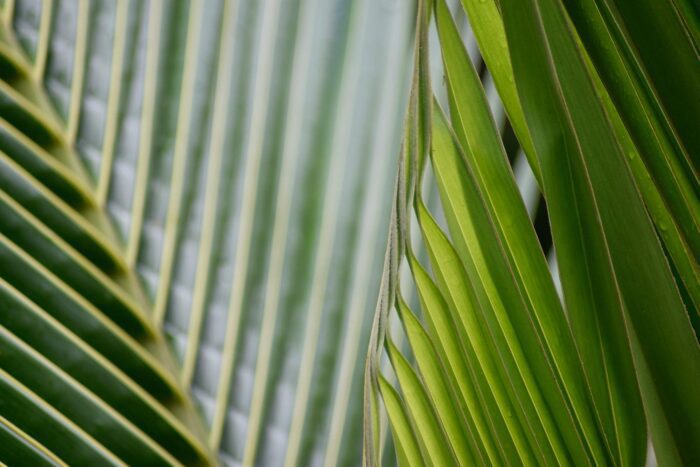 Lines of the Palm Frond 1, Original Photograph by Kim A. Bailey