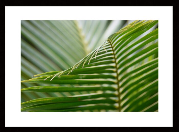 Lines of the Palm Frond 2, Original Framed Photograph by Kim A. Bailey