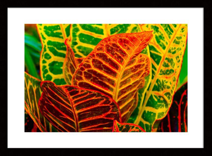 Croton Colors, Original Framed Photograph by Kim A. Bailey