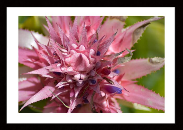 Pink Bromeliad Crown, Original Framed Photograph by Kim A. Bailey