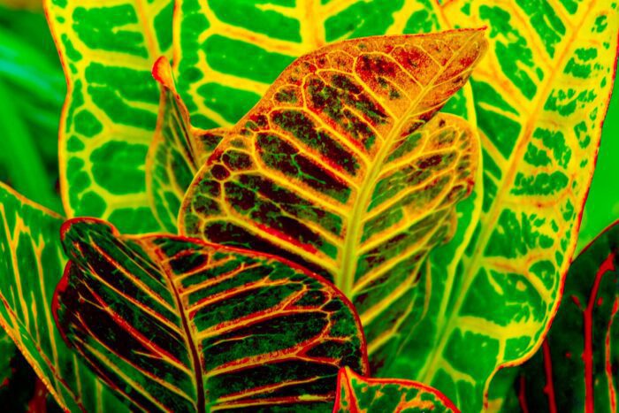 Green Croton, Original Photograph by Kim A. Bailey