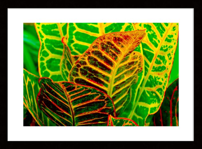 Green Croton, Original Framed Photograph by Kim A. Bailey