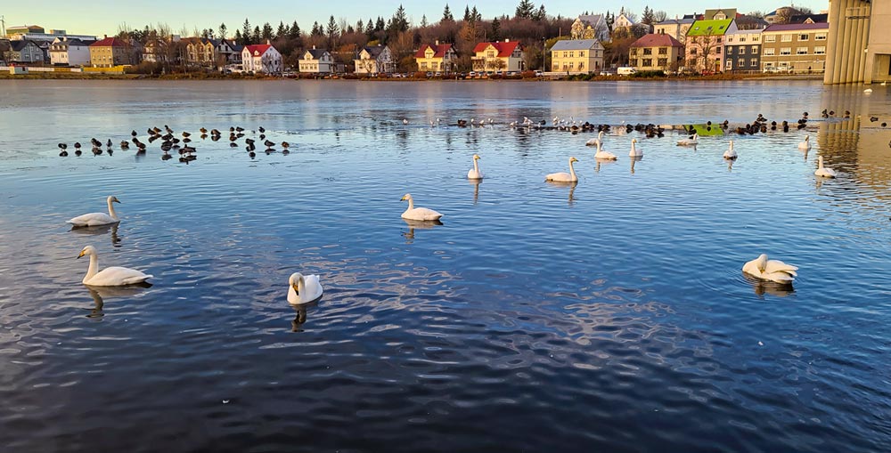 Birds in the Harbour, Iceland - KimsVisions