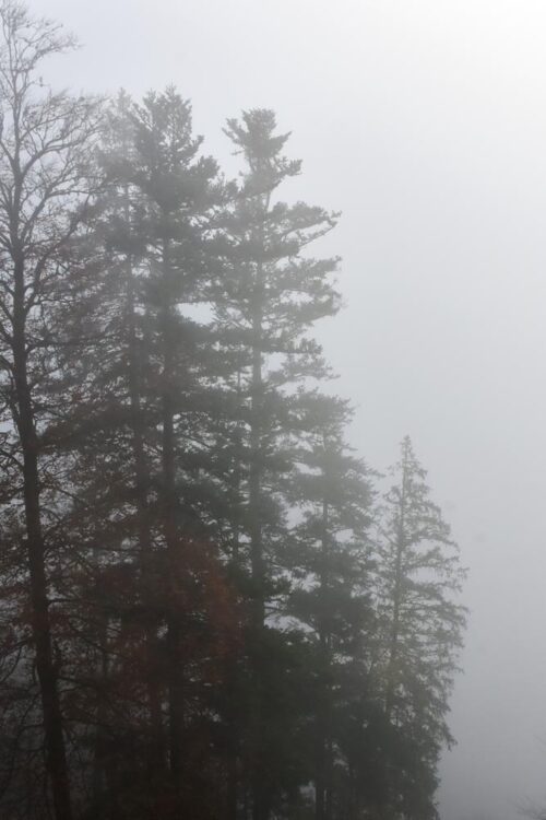 Trees in the Fog, Austria, Original Photograph by Kim A. Bailey