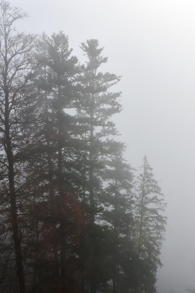 Trees in the Mist, Austria