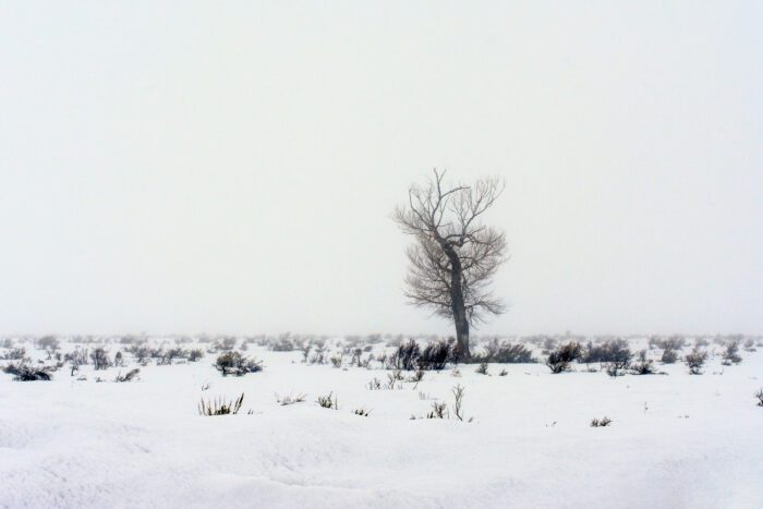 Lone Tree in a Landscape of White Snow in Wyoming; Original Black and White Photograph by Kim A. Bailey