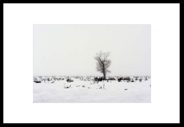 Lone Tree in a lanscape of white snow